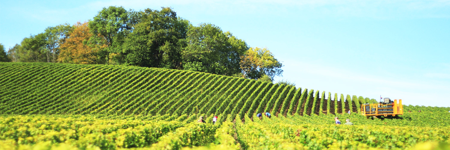 Sangiovese und Brunello: Geschichten über das Leben und die Rebsorten